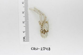 Media type: image;   Invertebrate Zoology CRU-2748 Description: Preserved specimen.;